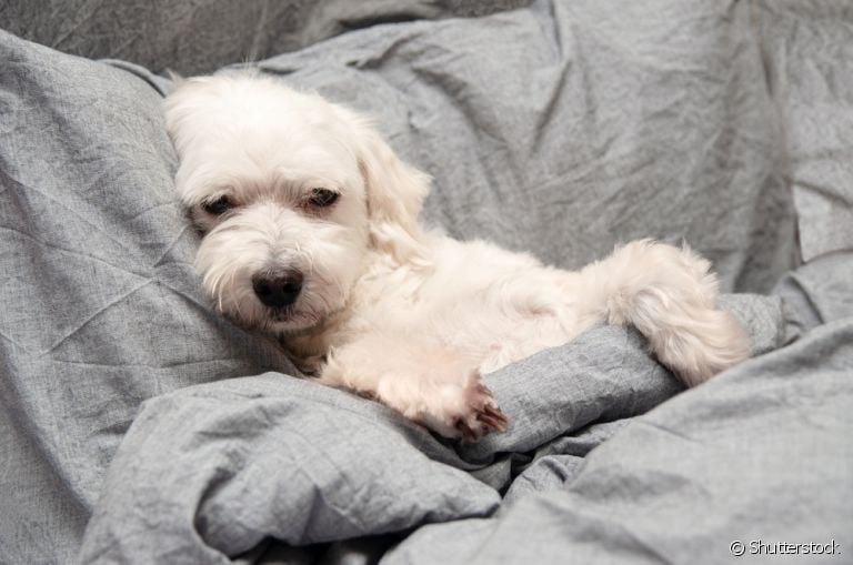 O cachorro com febre precisa ser avaliado por um veterinário, mas pode ter a temperatura amenizada em casa