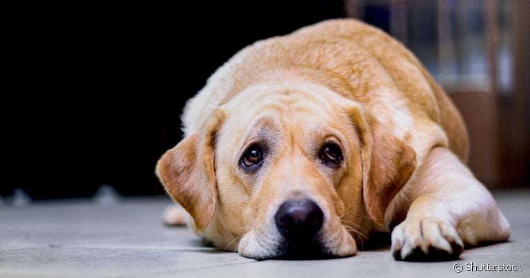 A insuficiência renal em cães é uma das doenças mais comuns que podem afetar o sistema urinário