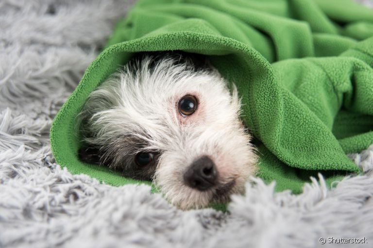 Cachorro gripado é algo comum no inverno e tempos mais frios