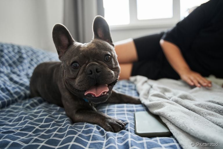 Algumas raças de cachorro para apartamento são mais "silenciosas" do que outras