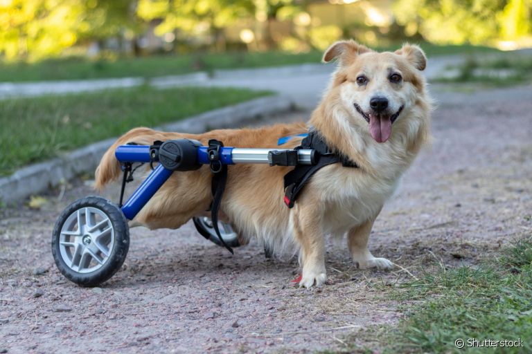 O carrinho para cachorro deficiente é muito útil para que o animal consiga se movimentar sem dificuldade