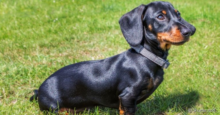 O cachorro salsicha é famoso por ser baixinho e tem uma história repleta de curiosidades
