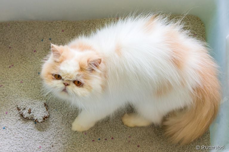 O motivo porque os gatos enterram as fezes e urina tem a ver com proteção contra predadores
