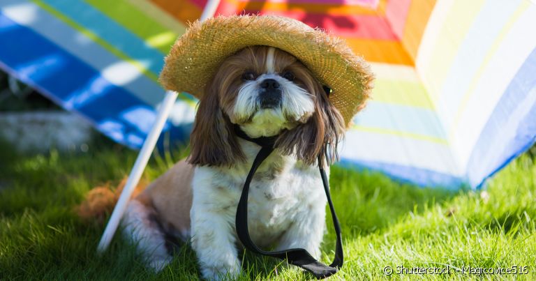 O cuidado com a exposição do cachorro ao sol é uma das melhores formas de prevenir o câncer de pele no animal.