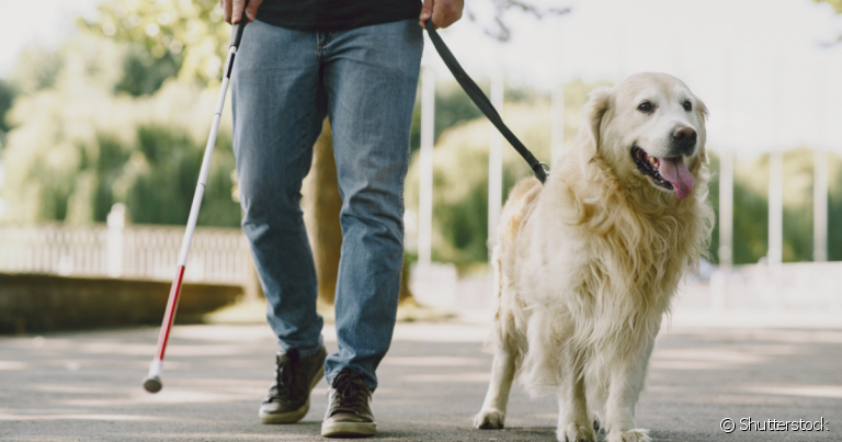 O cão guia ajuda a pessoa com deficiência visual a se locomover e ter mais independência no dia a dia