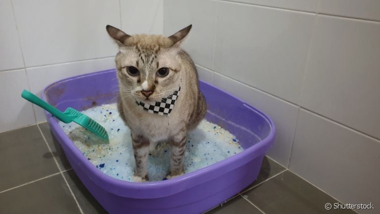 Prestar atenção no cocô de gato é um cuidado necessário para saber como anda a saúde do animal