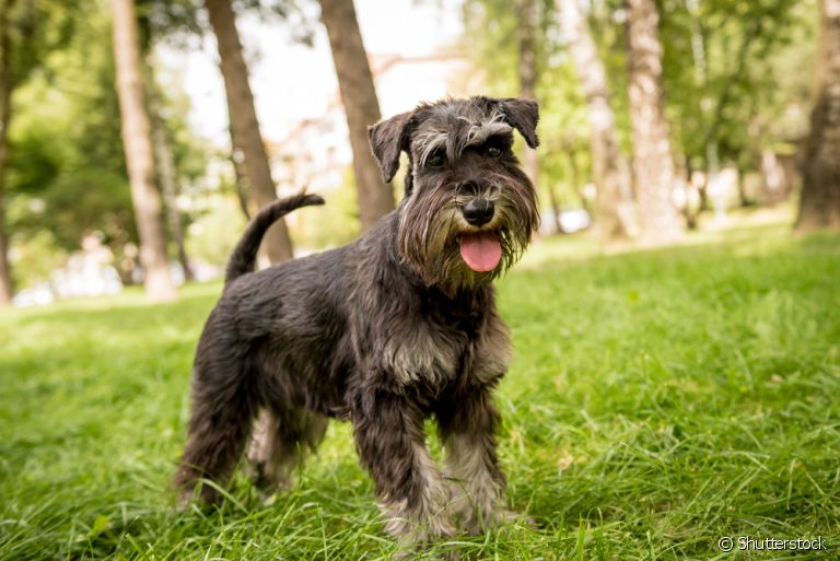 Além de saber como aumentar a imunidade do cachorro, é bom entender como o sistema imunológico funciona