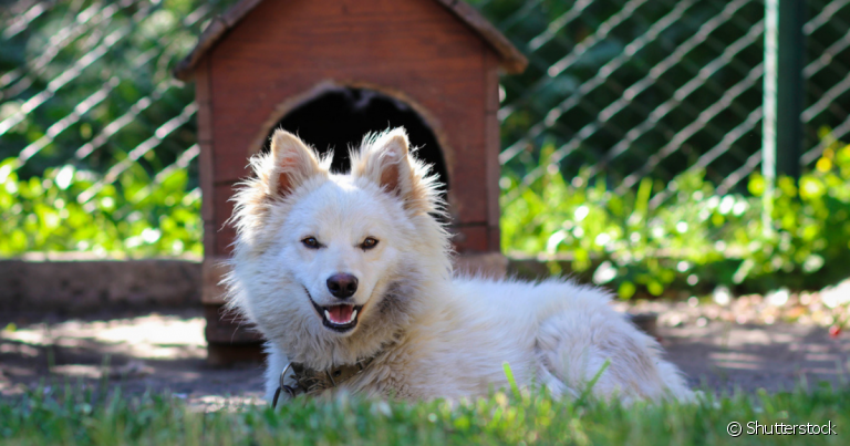O canil para cachorro é um espaço aberto onde o pet pode viver tranquilamente de maneira confortável