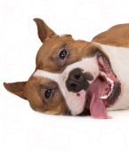 Como é a personalidade do Pitbull? Veja o infográfico para saber tudo sobre o temperamento da raça