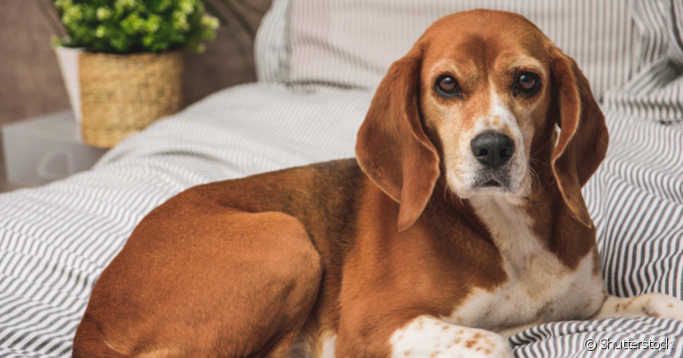 O câncer em cachorro é uma doença grave e quer requer um tratamento cauteloso