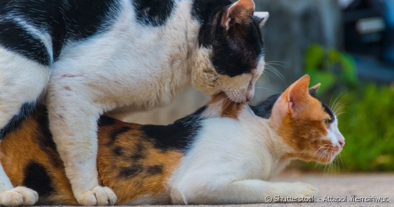 Gatos machos mordem as costas das gatas até que a relação termine, garantindo a fertilização.