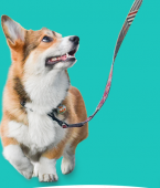 Como passear com cachorro? Veja o infográfico com os cuidados e acessórios mais importantes!