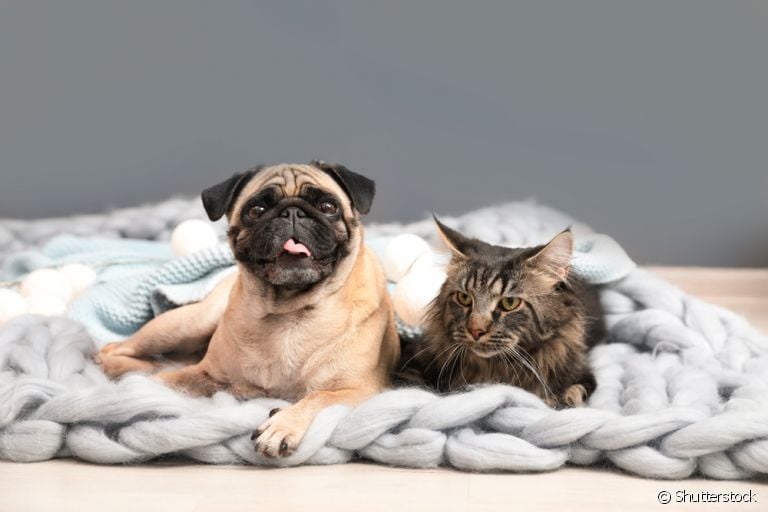 Gato e cachorro na chuva: saiba como salvar a vida desses animais em enchentes e inundações