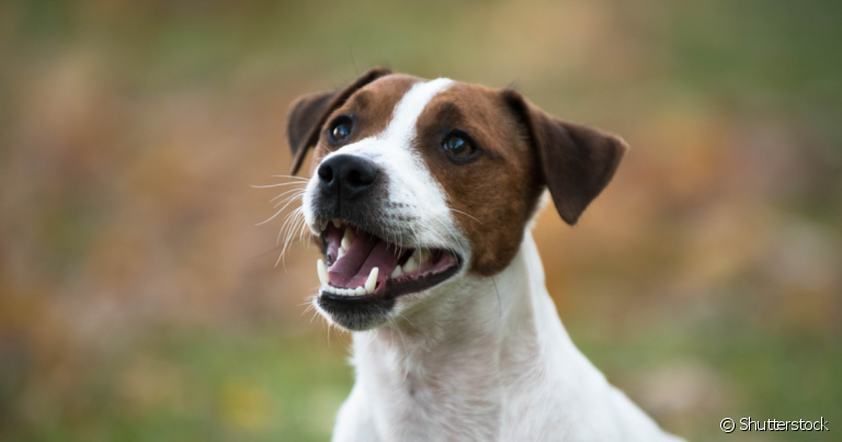 Tirar tártaro de cachorro é fundamental para uma boa saúde bucal do animal
