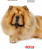 Conheça o Chow Chow! Veja o infográfico e saiba tudo sobre a raça de cachorro