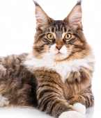 Conheça o Maine Coon, o maior gato doméstico do mundo (com infográfico)