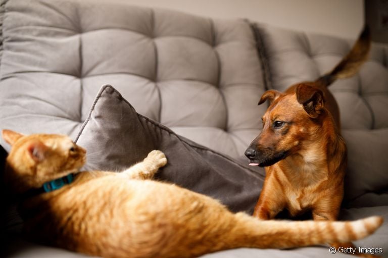 Cães e gatos podem te surpreender
