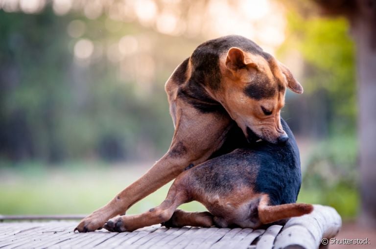 A dermatite úmida em cães é uma lesão com aparência úmida e inflamada que deixa o cachorro se coçando