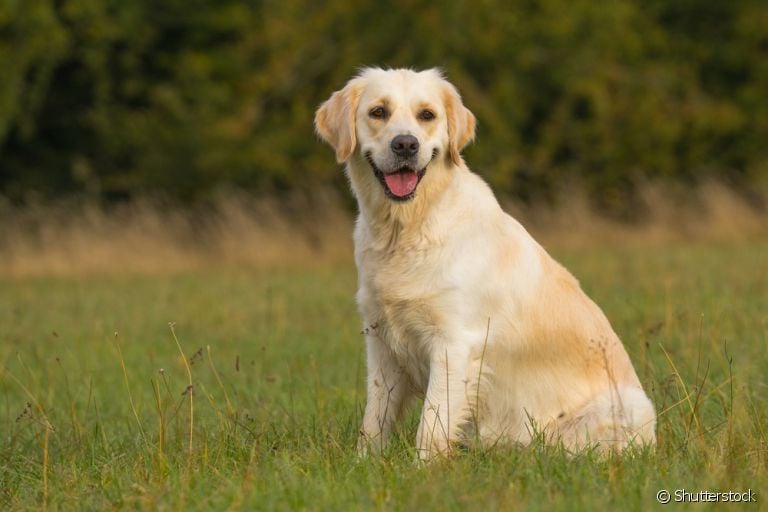 Displasia coxofemoral: cães herdam o problema geneticamente dos pais, e algumas raças são mais afetadas
