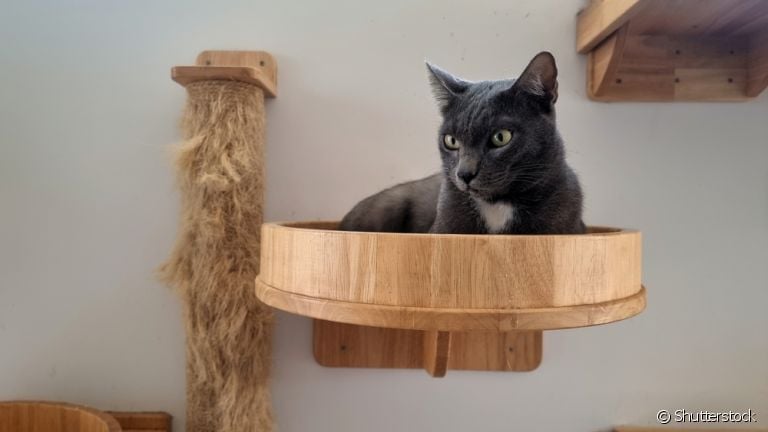 O enriquecimento ambiental para gatos é uma atitude necessária para cuidar do bem-estar dos animais