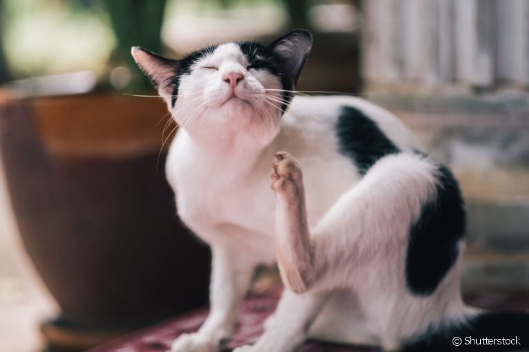 As pulgas em gatos são um problema bem incômodo, mas podem ser prevenidas com algumas receitas