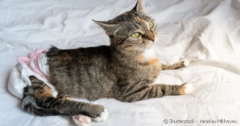 O gato com incontinência urinária não tem controle dos músculos da uretra, o que faz com que o xixi escape