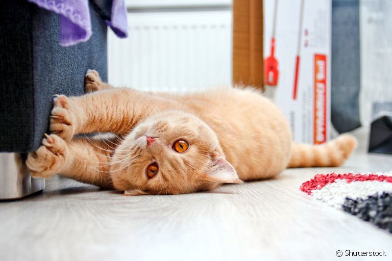 O gato arranhando é natural, mas deve ser direcionado para acessórios como o arranhador