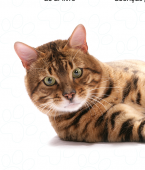 Gato Bengal: infográfico apresenta todas as características dessa raça de gato "exótica"