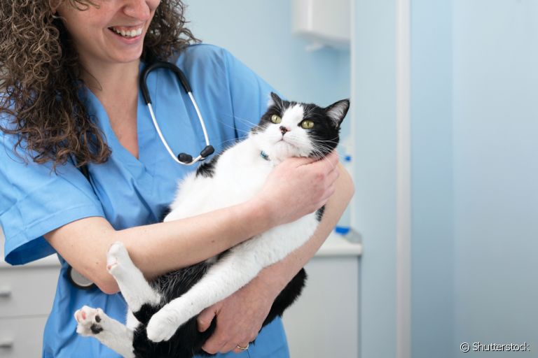 O gato com medo de veterinário é comum, mas existem artimanhas que ajudam a diminuir o estresse dos bichanos