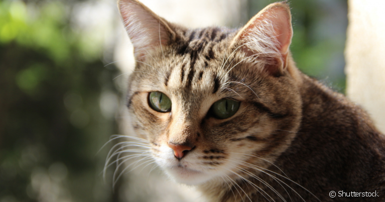 Existem diferentes tipos de doeça renal em gatos que impactam a funcionalidade dos rins