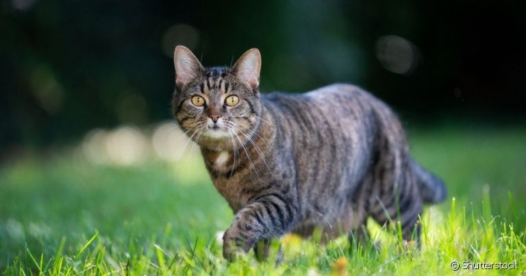 Para saber se o gato é vertebrado ou invertebrado, é preciso entender um pouco sobre a anatomia felina