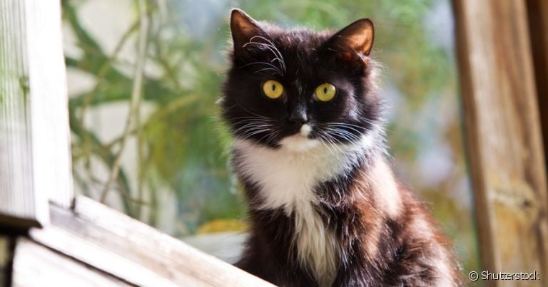 Erva de gato e matatbi são alguns métodos naturais que ajudam a acalmar um gato estressado