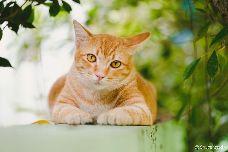 O gato laranja é cheio de personalidade e qualidades únicas. Saiba quais raças têm essa padrão