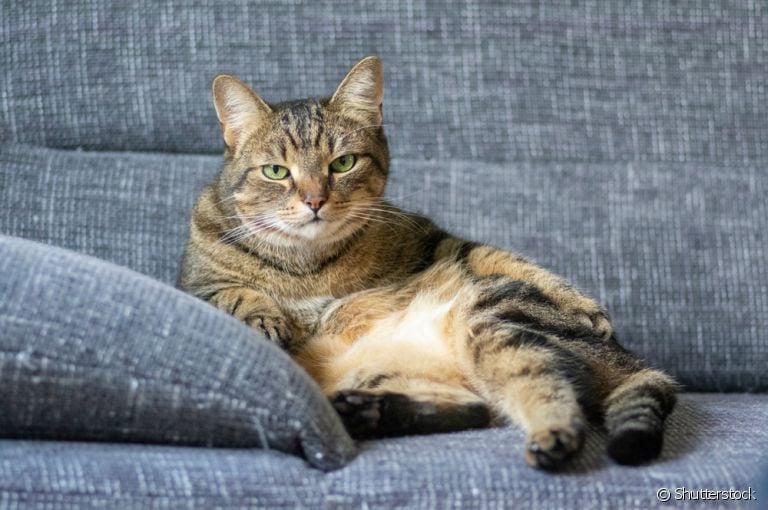 A obesidade em gatos requer atenção, pois pode trazer consequências desagradáveis para a saúde dos pets