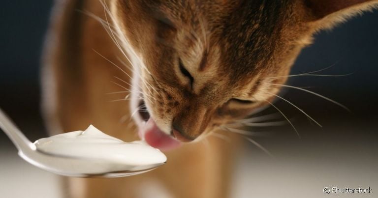 Para saber se pode dar iogurte para gato, é preciso compreender o que o alimento causa no organismo do pet