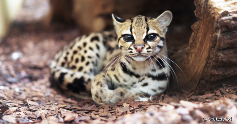 Existem várias espécies de gato selvagem do Brasil, cada uma com características únicas