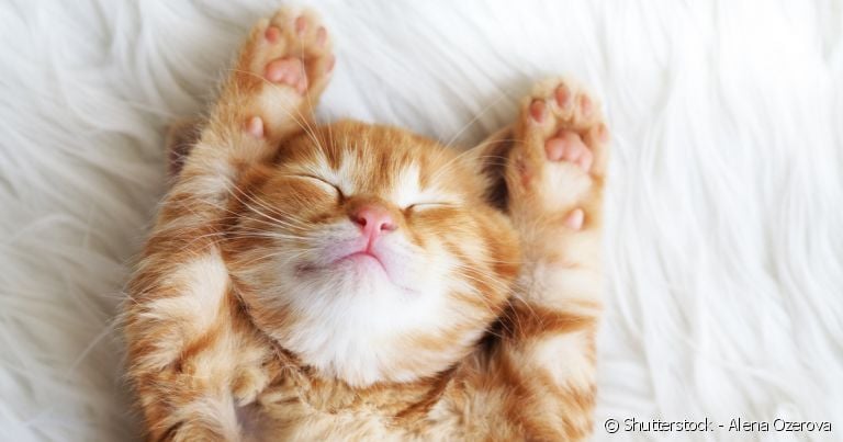 Sim, gatos são capazes de ter sonhos sempre que dormem!