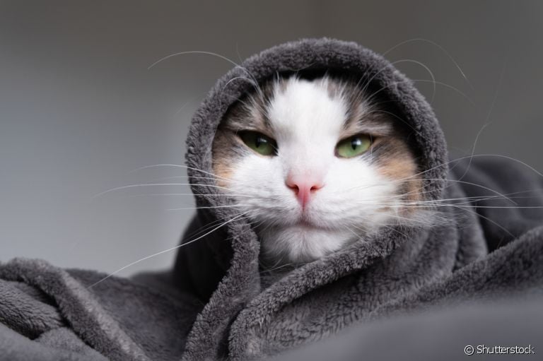 A gripe em gatos pode provocar sintomas parecidos com a nossa, e precisa de certa atenção
