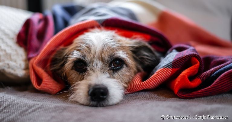 A hepatite infecciosa é causada por um vírus e que acomete o fígado dos cachorros