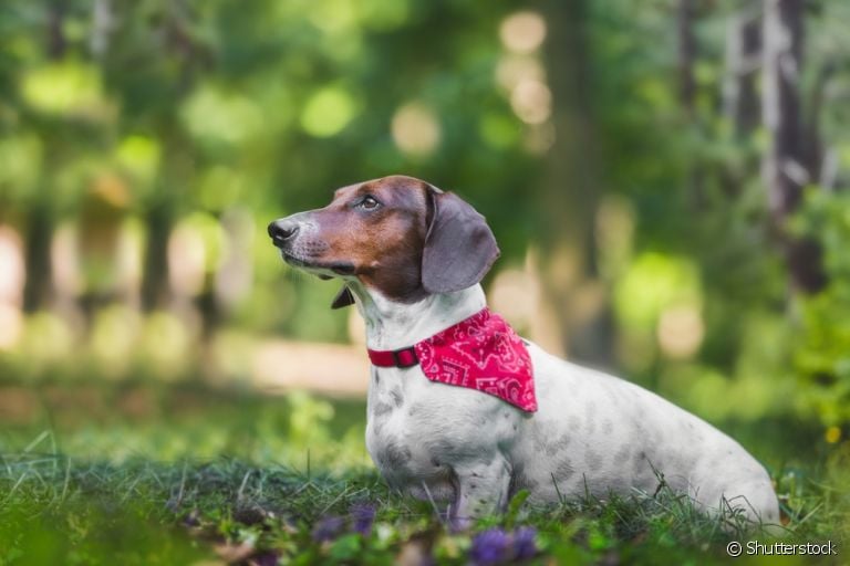A hérnia de disco em cães é mais comum em determinadas raças, como o Dachshund