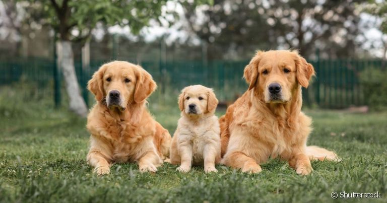 Dependendo da idade de cachorro, o animal fica mais propenso a desenvolver certas doenças