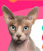 Infográfico mostra quais são os gatos mais exóticos do mundo