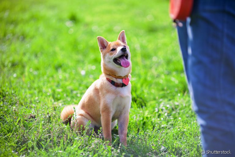 O adestramento de cães é uma forma de educar e ensinar comandos para o animal