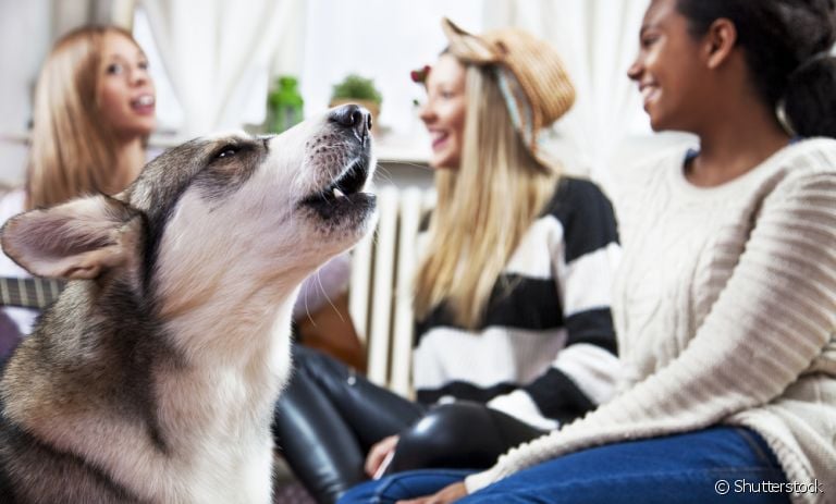 O cachorro latindo para as visitas é explicado por instintos territorialistas e de proteção