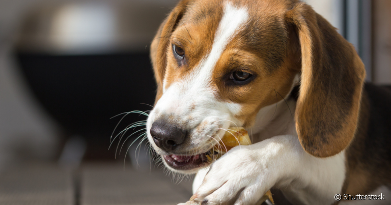A orelha de boi é um petisco para cachorro rico em fibras e proteínas, mas que deve ser oferecido com moderação
