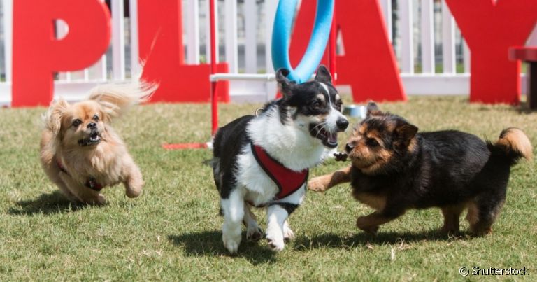 O parcão é um ambiente de diversão e socialização para todos os cães
