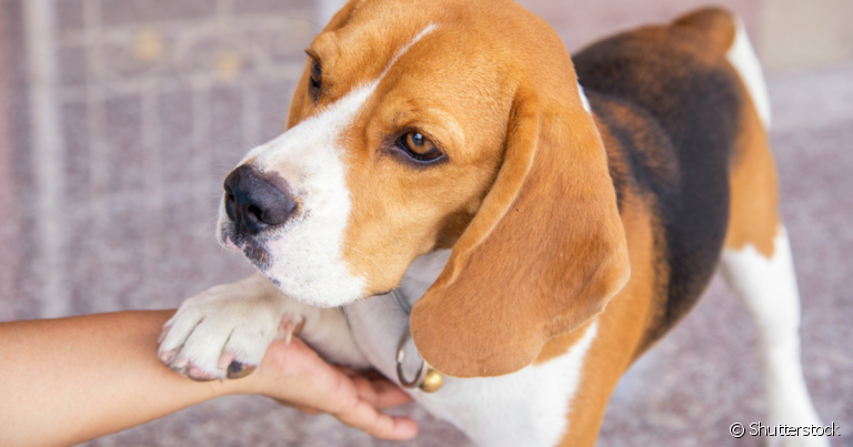 O cachorro com mau cheiro nas patas pode ter diversos motivos, mas é dá para amenizar o odor com medidas simples