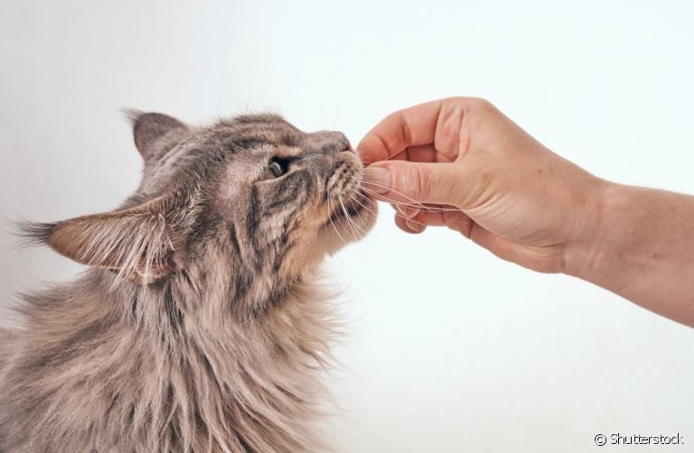 Os petiscos para gatos são adorados pelos felinos, mas você sabia que alguns ajudam a limpar os dentes deles?