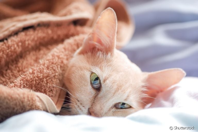 Pneumonia em gatos é um quadro perigoso que pode deixar o gato com catarro no pulmão e a respiração prejudicada
