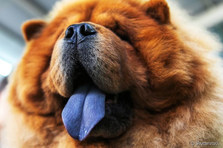 Cachorro de língua azul: além da explicação científica, outras teorias foram criadas sobre o Chow Chow